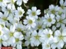 Dendranthema Morifolium Extract
